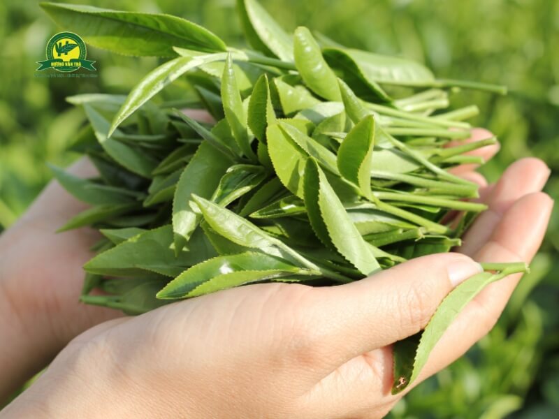 Búp trà Thái Nguyên