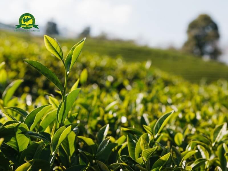 Vùng trà Thái Nguyên