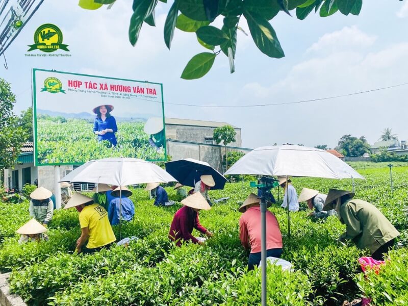 Bà con tại HTX Hươngw Vân Trà thu hoạch chè