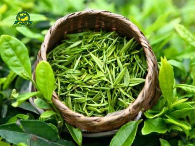 Trà xanh tươi Tân Cương Thái Nguyên