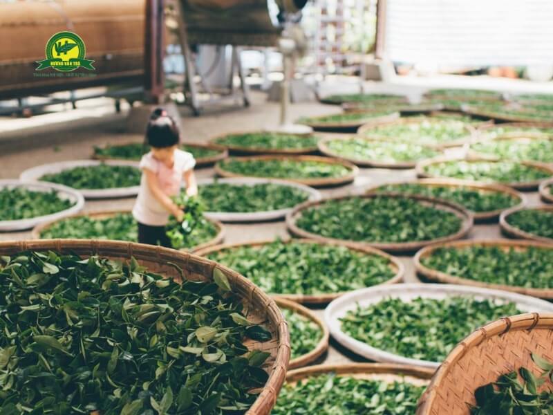 Chế biến trà xanh thủ công