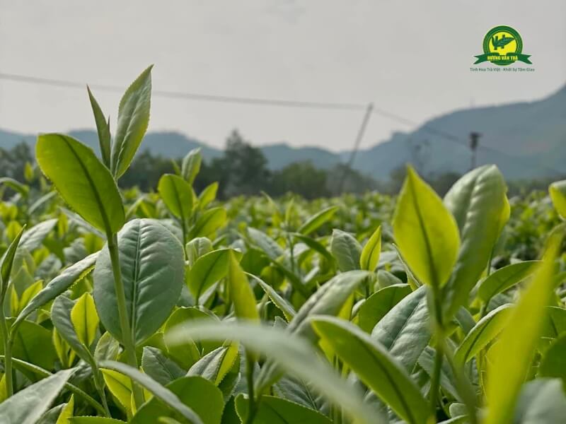 Thành phần các chất có trong lá trà xanh