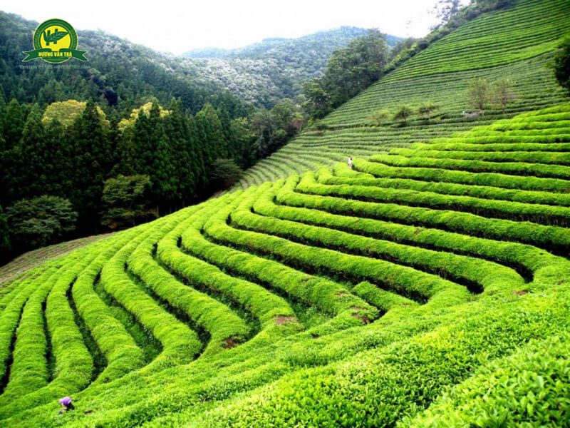 Nguồn gốc của trà đinh Thái Nguyên