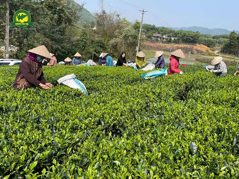 Quy trình chế biến trà đinh Thái Nguyên