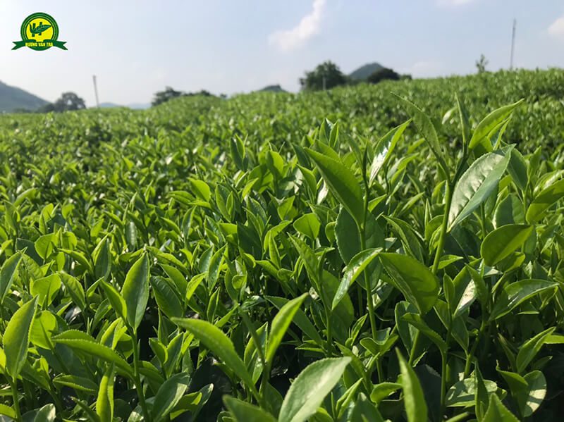 Thái Nguyên - vùng đất của trà xanh