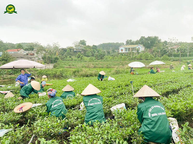 Quy trình sản xuất trà Thái Nguyên truyền thống