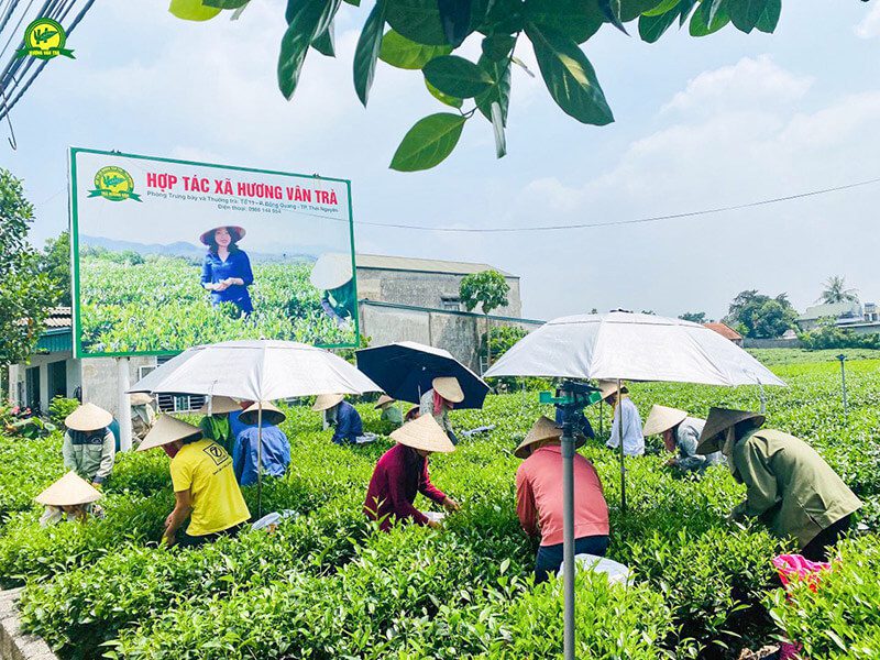 Hương Vân Trà - Tinh hoa Trà Việt