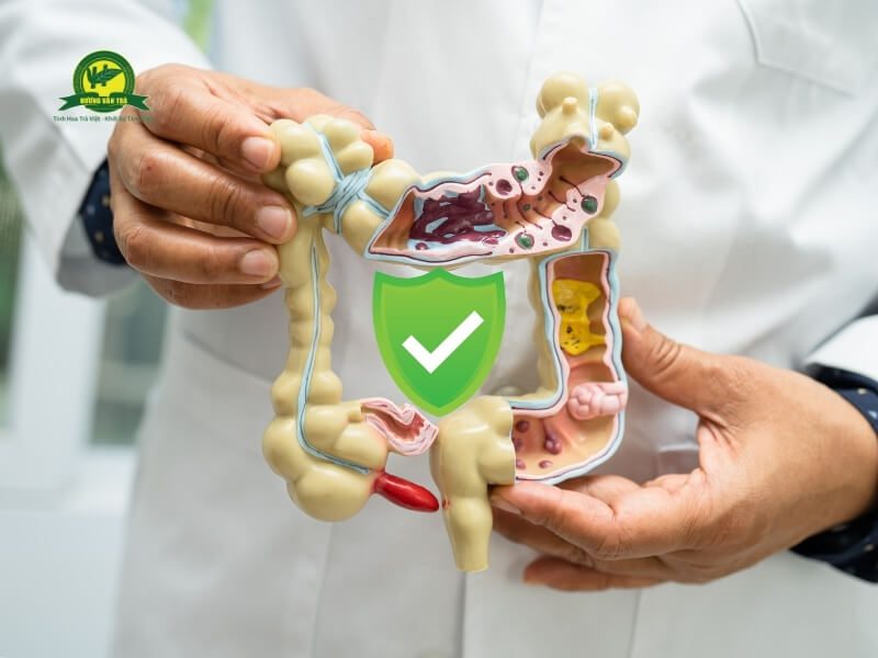 Trà dây hỗ trợ tiêu hóa tốt hơn