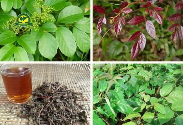 Tác dụng của trà dây đối với sức khỏe