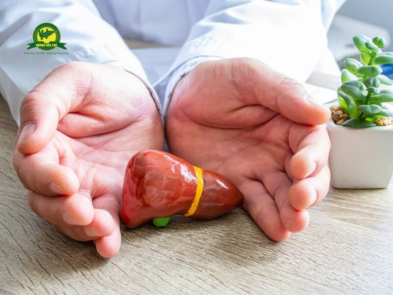 Tác dụng bảo vệ gan của trà dây