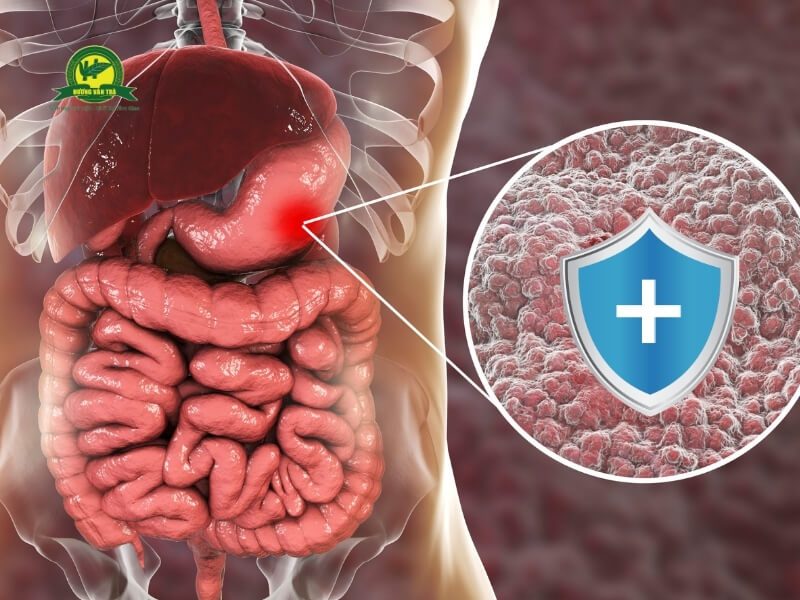 Trà dây có tác dụng bảo vệ niêm mạc dạ dày