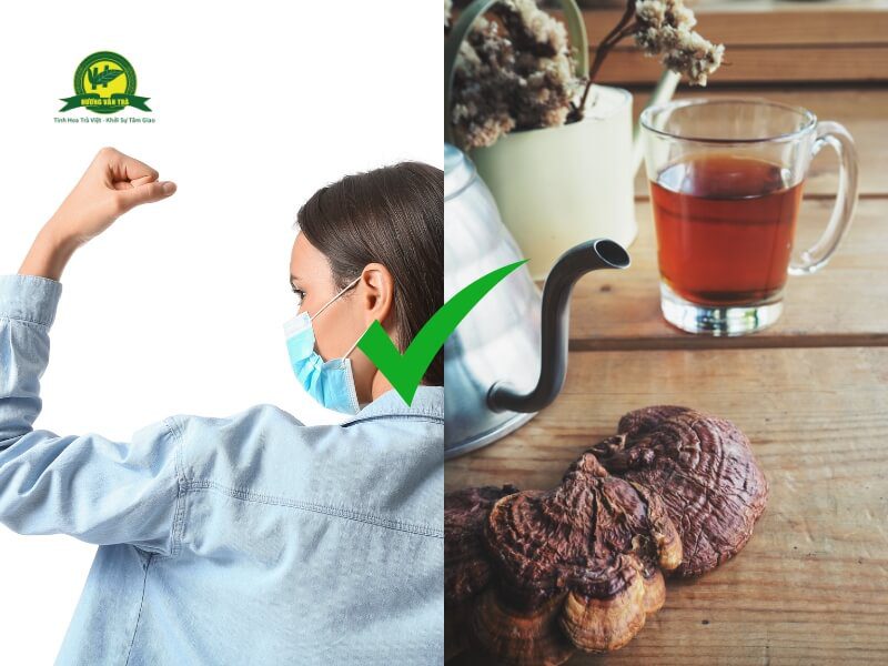 Trà linh chi giúp tăng cường hệ miễn dịch