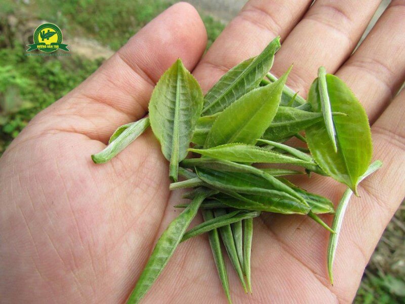 Nguồn gốc của trà nõn tôm 