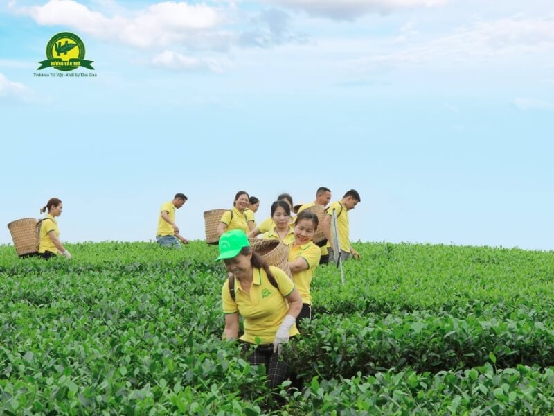 Người dân thu thái trà xanh Thái Nguyên