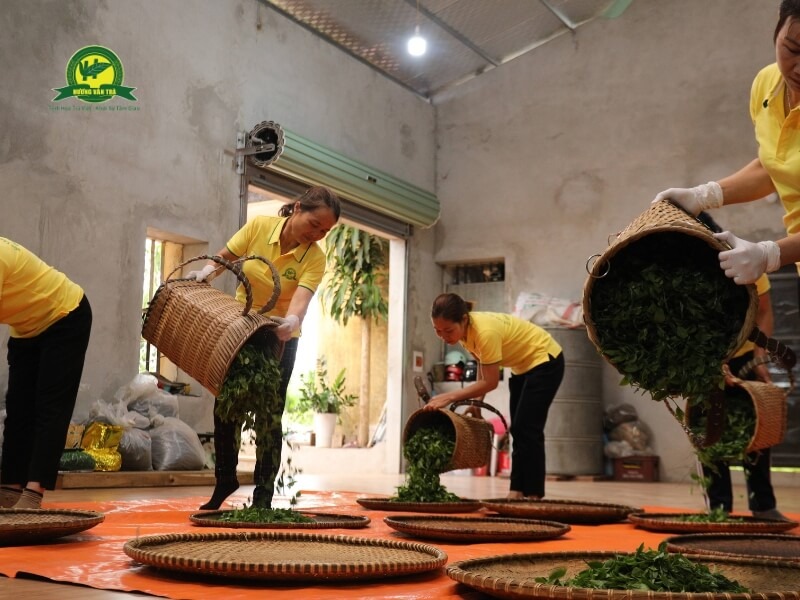 Quy trình sản xuất ra đặc sản trà xanh thái nguyên