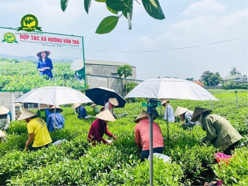 Bà con tại Tân Cương hái từng búp trà sáng sớm