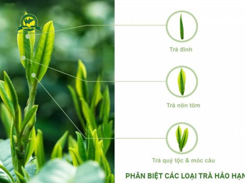 Phân biệt 3 loại trà nổi tiếng Thái Nguyên