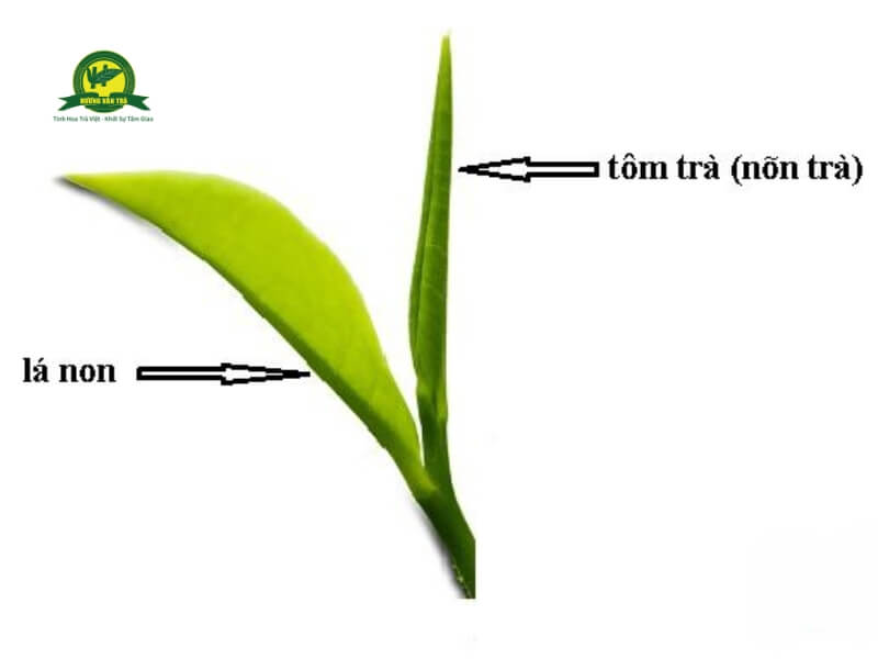 Trà Tôm nõn được thu hái theo tiêu chuẩn 1 tôm 2 lá