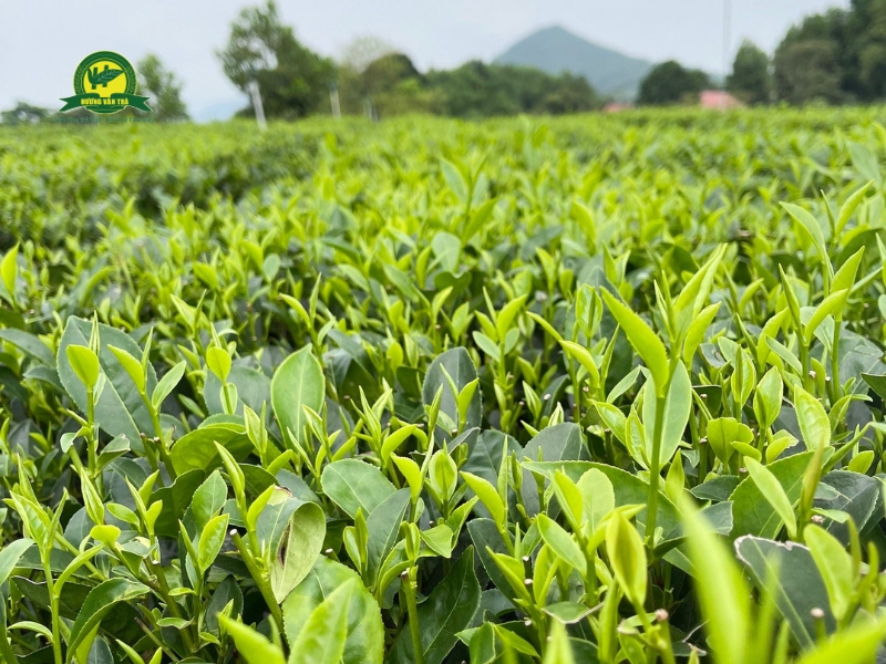 Những vùng chè Thái Nguyên thơm ngon nổi tiếng 