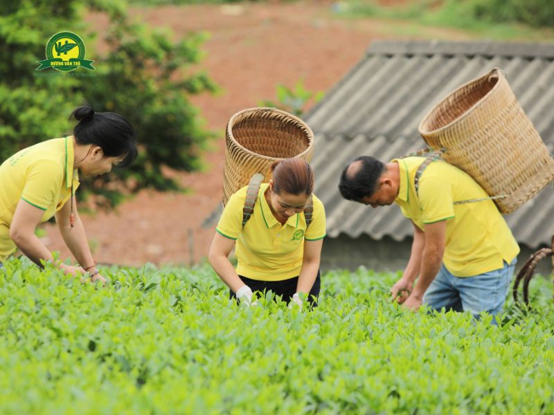 Bà con tại HTX Hương Vân Trà thu hái búp chè từ sớm