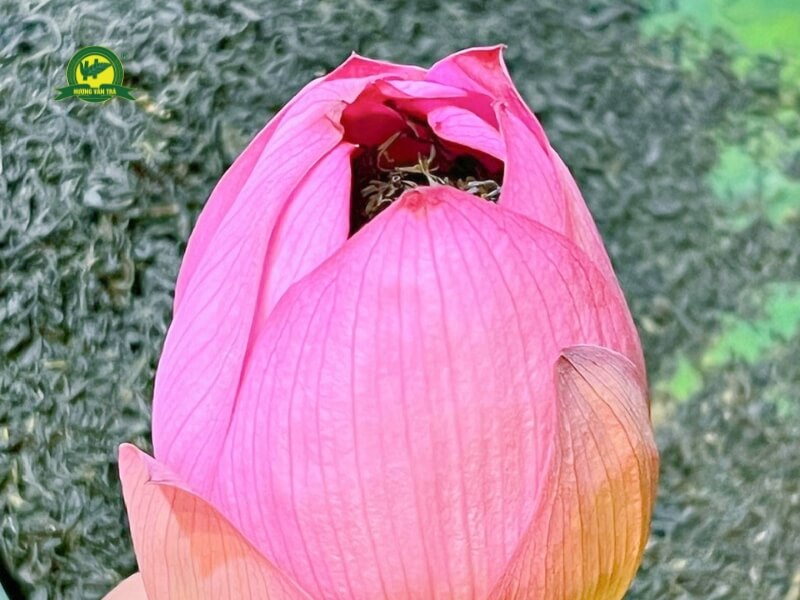 Bật mí cách uớp trà sen đúng chuẩn Hương Vân Trà: chi tiết 2 phương pháp tinh tế