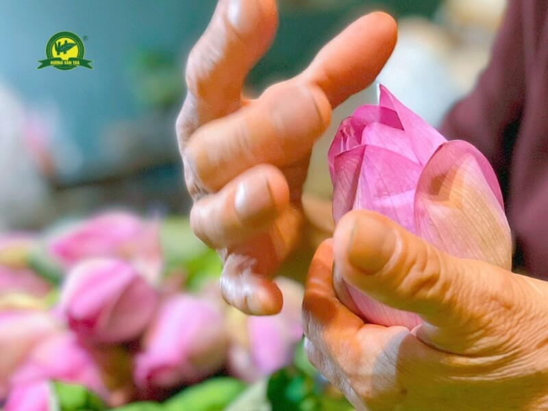 Cách Ướp Trà Sen Xổi