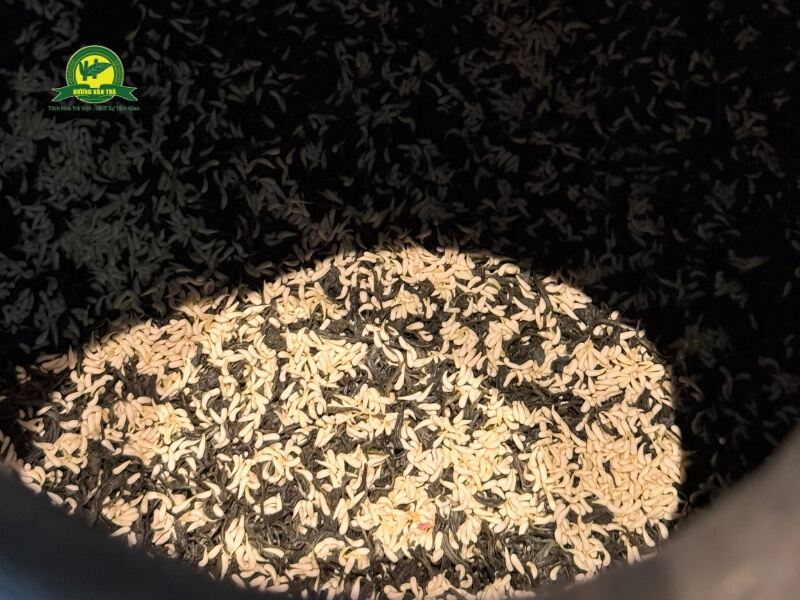 1000 bông sen mới đủ lượng gạo sen để ướp 1kg trà