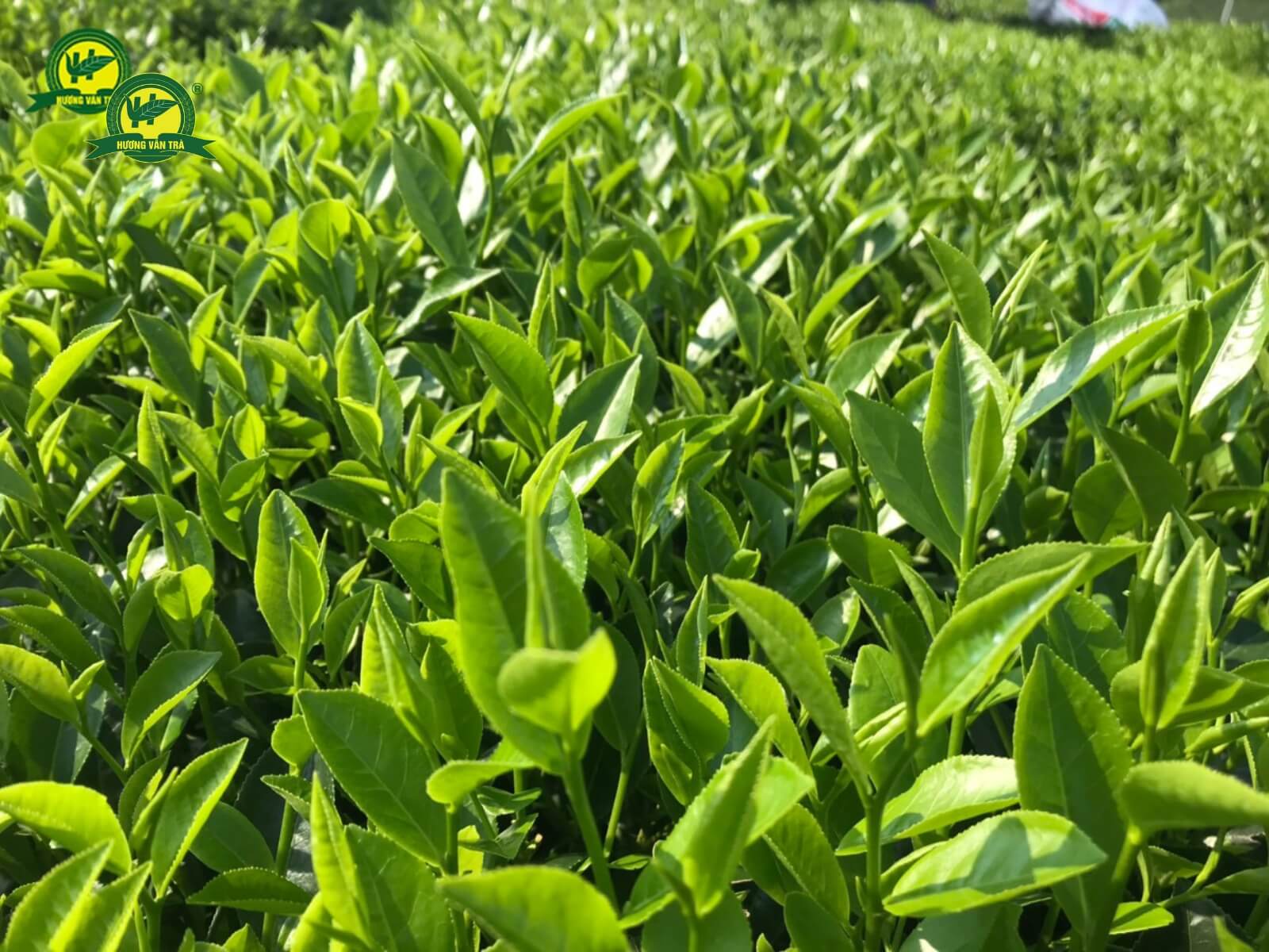 Lợi ích của việc mẹ bầu uống trà xanh