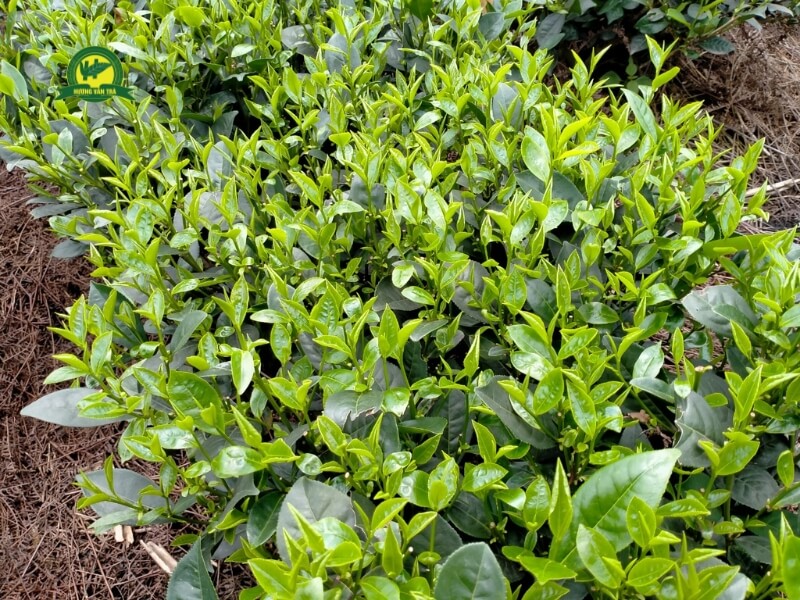 Đặc điểm nổi bật của trà Long Vân