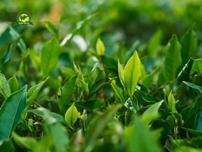 Phân biệt chè tươi, chè khô