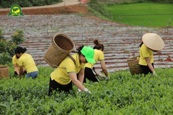 Khám Phá Vùng Trồng Trà Nổi Tiếng Việt Nam - Hương Vị Đặc Trưng Từ Mỗi Vùng Cao