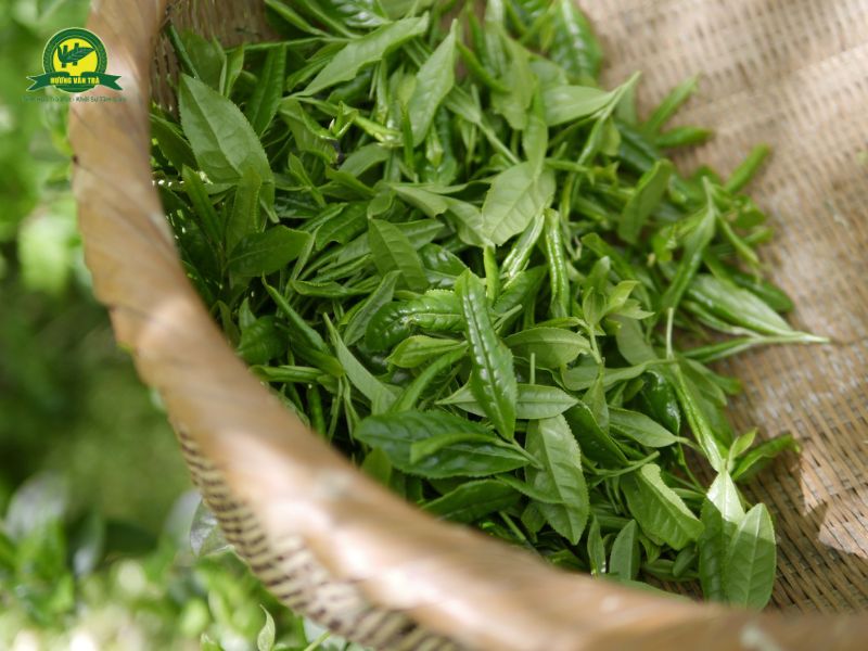 Trà hữu cơ là gì?