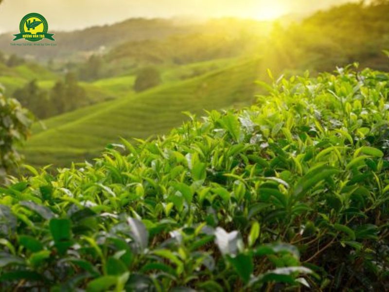 Chè Bảo Lộc - Trà Của Vùng Đất Tây Nguyên, Nổi Tiếng Với Các Vùng Trồng Trà