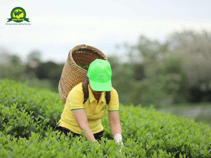 Chè Thái Nguyên - "Đệ Nhất Danh Trà" từ Vùng Trồng Trà Nổi Tiếng