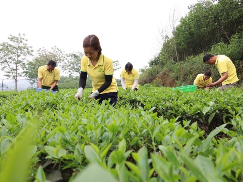 Hương Vân Trà - thương hiệu trà xanh Thái Nguyên uy tín
