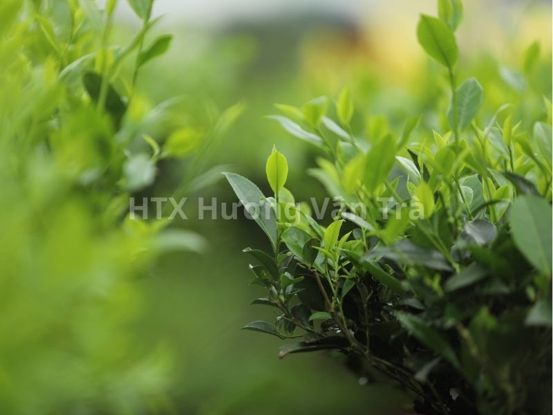 Đồi chè Thái Nguyên