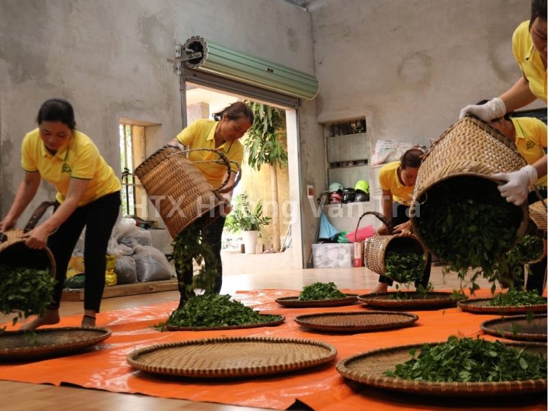 Tham quan xưởng sản xuất trà Hương Vân Trà