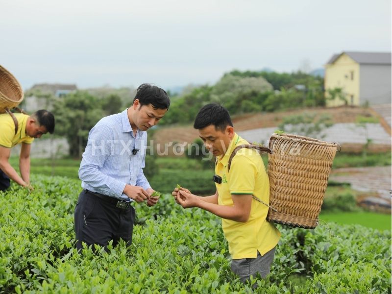 Trải nghiệm hái chè tại vùng sản xuất Hương Vân Trà
