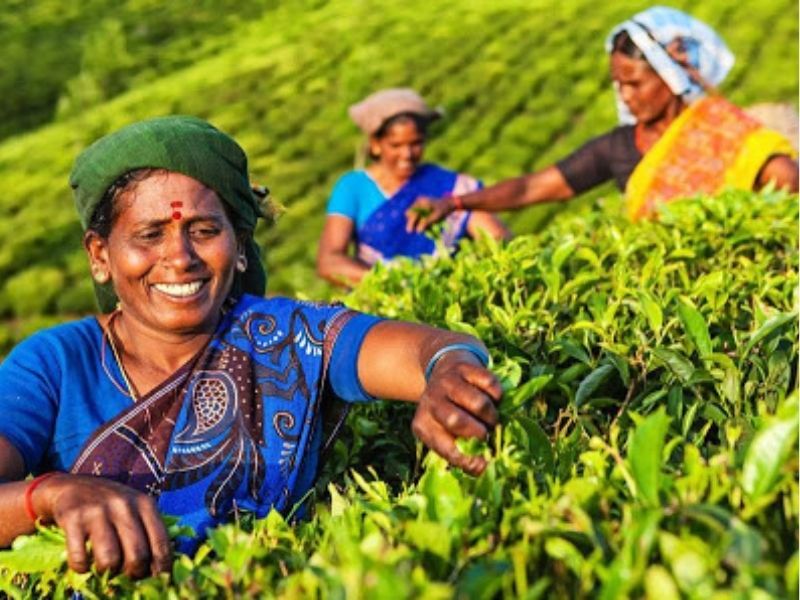 Nguồn gốc trà Darjeeling Ảnh: Internet